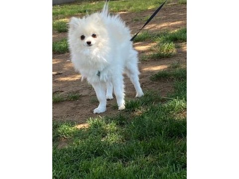 Pomeranian kopeğimiz