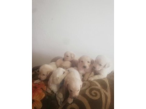 Golden retrieve yavrularım rezerve ye açıldı