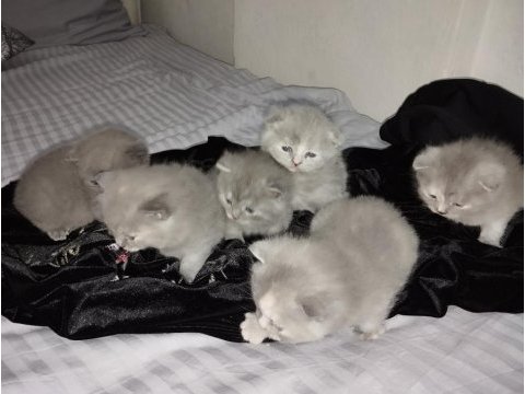 Scottish fold yavruları 25 günlük