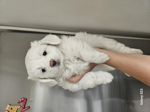 Teacup maltese bebişler