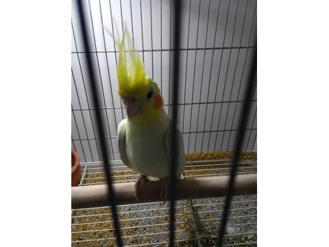 Yavru bakmış konuşan erkek sultan papağanımız