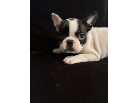 Yavru dişi & erkek french bulldog