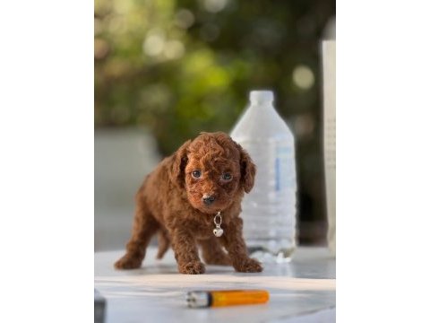 Teacup boy aşılı wc eğitimli premıum poodle