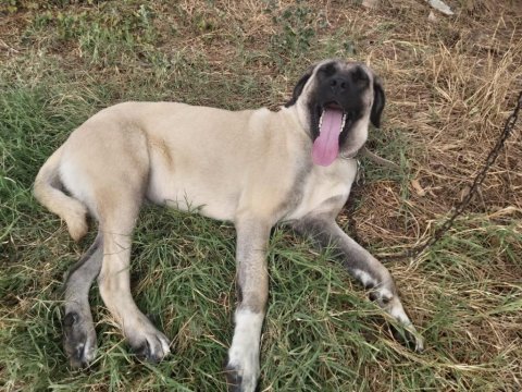 Boylu ırı dısı kangal su anda kızanda 11 aylık