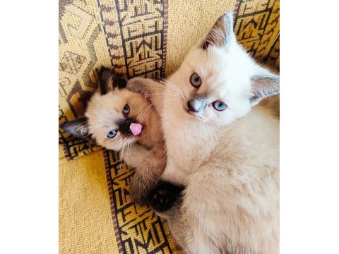 Scottish fold ve british shorthair erkek/dişi yavrular