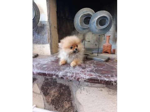 Irk garantılı tea cup pomeranian
