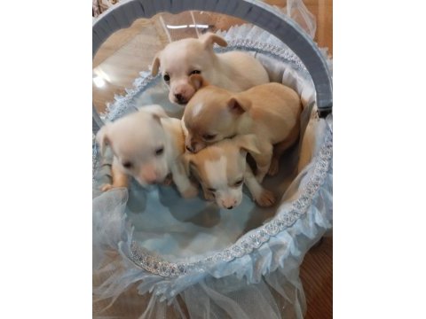 Sıfır boy chihuahua yavrular