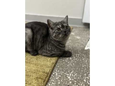 Orijinal anne baba british shorthair yuva arıyor