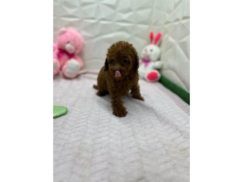 Yavru poodle ırk garantili