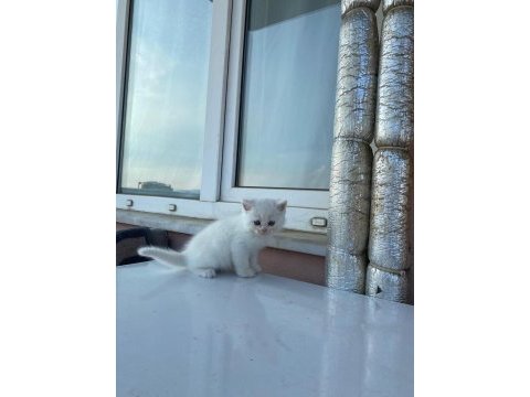 Acil british longhair erkek 12 nisan doğumlu