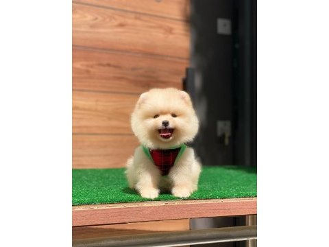 Pomeranian boo teacup yavru bebekler