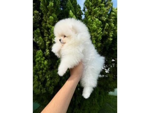 Irk garantili pomeranian yavruları 
