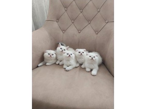 Teslime hazır erkek british shorthair yavrularımız
