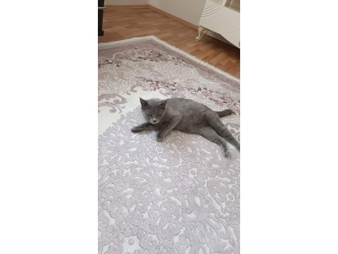 Sevimli british longhair kız