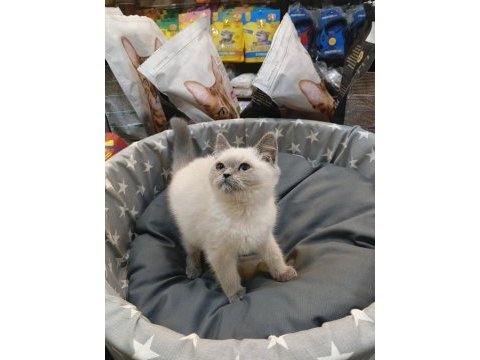 Bebek british shorthair bluepoint