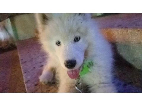 Alaska kurdu 3aylık malamut