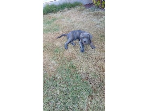 Dev adayı cane corso