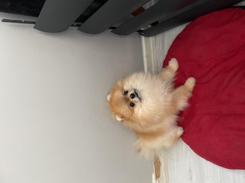 Sıfır numara erkek pomeranian boo yuvasını arıyor