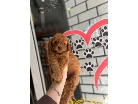 Toy poodle bebekler