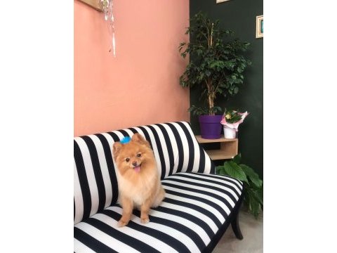 Tarçın’a yeni yuva arıyoruz pomeranian boo