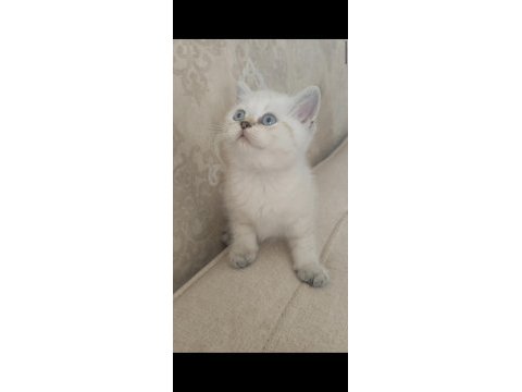 Güzeller güzeli bir bebek kedimiz