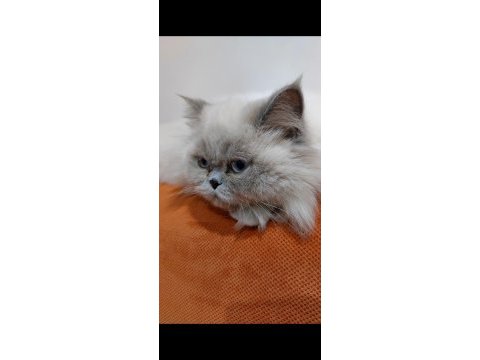 10 aylık dişi british longhair