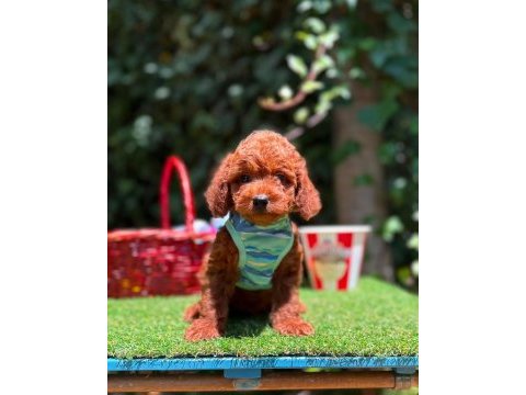 Safkan toy poodle yavrularımız