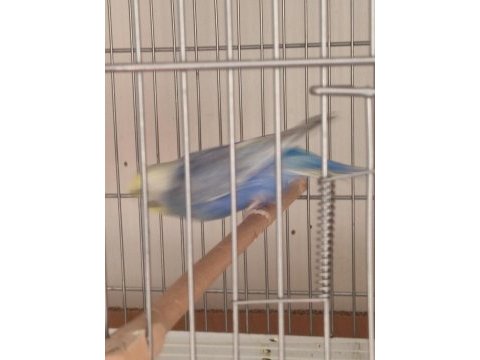 Erkek rainbow muhabbet kuşu