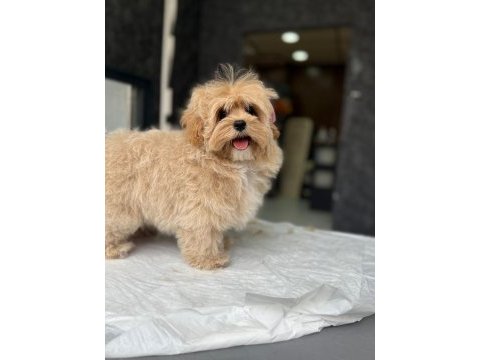 Tea cup maltipoo yavrulari istanbul