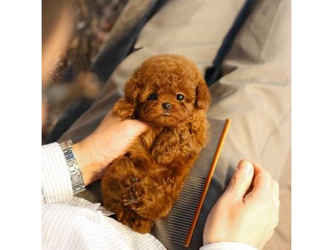 Güzeller güzeli show yapıdaki özel toy poodle meleklerim