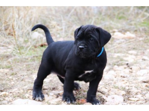 Fcı-kıf şecereli safkan cane corso yavrular