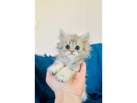 Şecereli golden british longhair yavrular