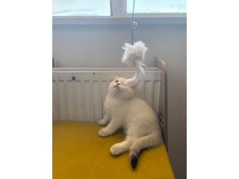 British shorthair kedisi