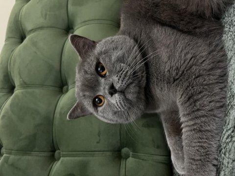 Erkek british shorthair