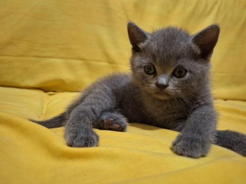 Safkan british shorthair yavruları