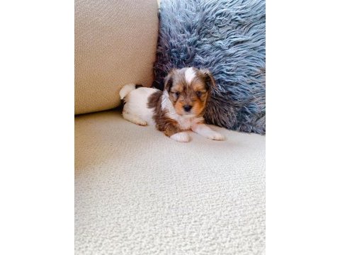 Petmode köpek çiftliğinden show kalite morkie yavrular