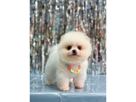 Pomeranian kızımıza güzel bir yuva arıyoruz