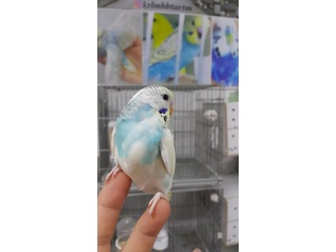 Alıştırmalık konuşturmalık muhabbetler hepsi güzel