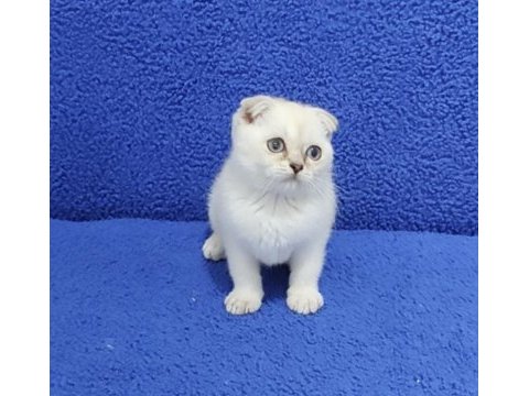 Teslime hazır mükemmel bir scottish fold