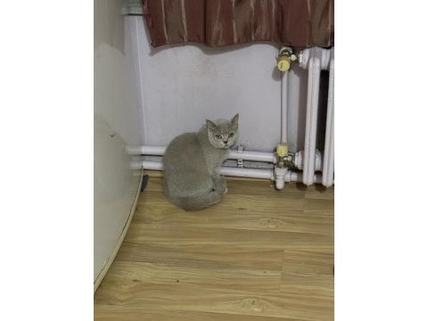 British shorthair kedim