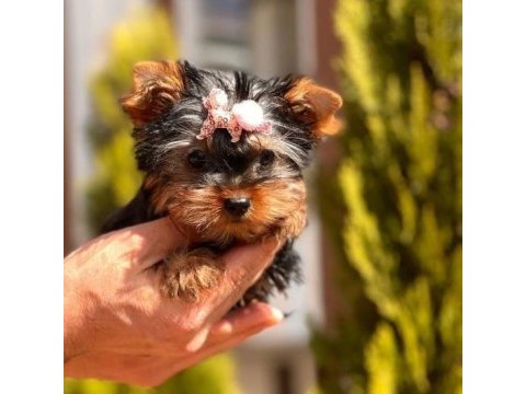 Irk garantili 3.5 aylık yorkshire terrier yavrumuz
