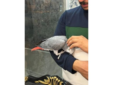 Evcil jako papağanı