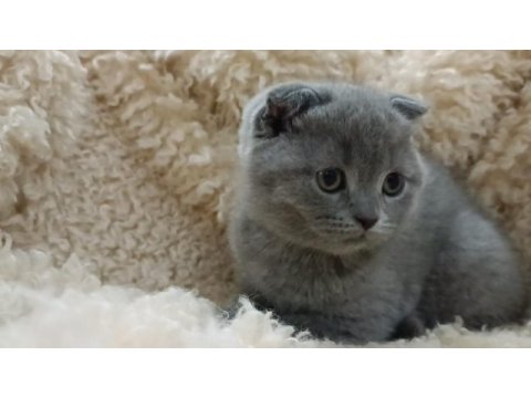 Orjinal scottish fold top kafa erkek yavru