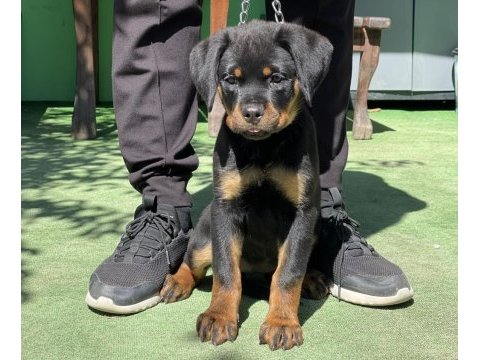 Şampiyon rottweiler yavruları
