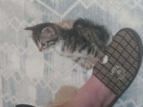 Ücretsiz sahiplendirme kedimiz
