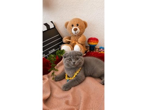 Ay british shorthair top kafa yavrular