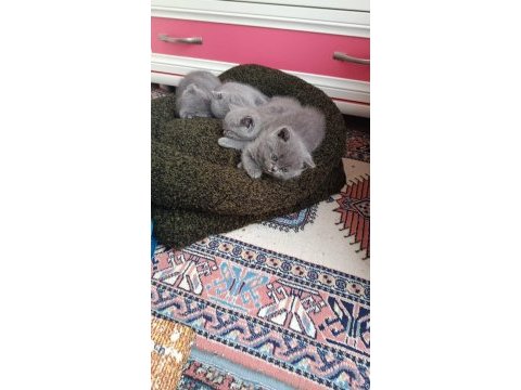 Scottish fold ve british shorthair blue yavrular