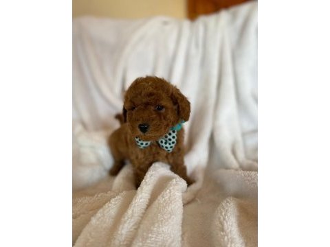 Kore poodle bebekler