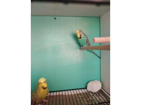 Kafes ve jumbo çift isteyene ve heveslisine muhabbet kuşlar