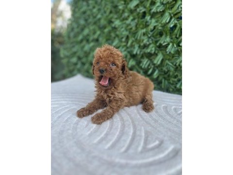 Toy poodle yavru köpeklerimiz